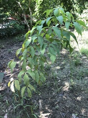 Crateva adansonii formosensis