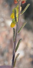 Hermannia decipiens
