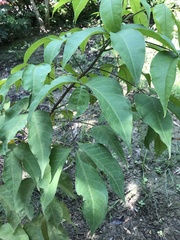 Crateva adansonii formosensis