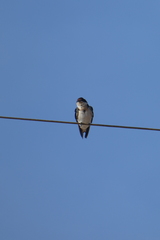 Hirundo aethiopica