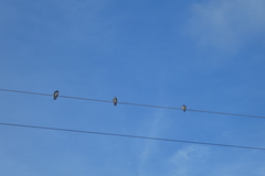 Hirundo aethiopica