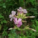 Common Soapwort - Photo (c) Mathias Meunier, some rights reserved (CC BY-NC), uploaded by Mathias Meunier