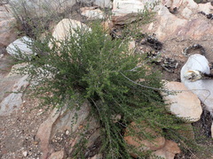 Cliffortia ramosissima