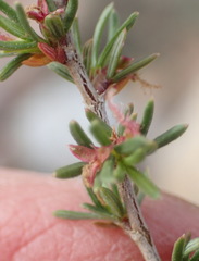 Cliffortia ramosissima