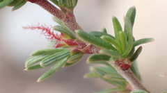 Cliffortia ramosissima