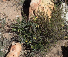 Hermannia aff-denudata