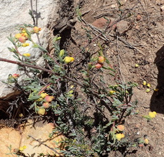 Hermannia aff-denudata