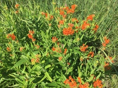 Asclepias tuberosa interior