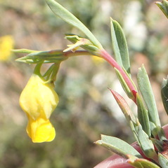 Hermannia aff-denudata