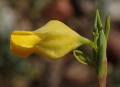 Hermannia aff-denudata