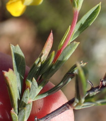 Hermannia aff-denudata