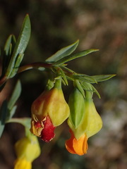 Hermannia aff-denudata