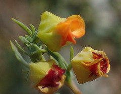 Hermannia aff-denudata