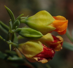 Hermannia aff-denudata