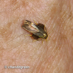 Stathmopoda masinissa