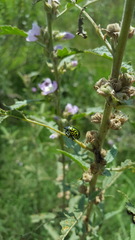 Calligrapha mexicana