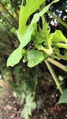 Leptinotarsa lacerata