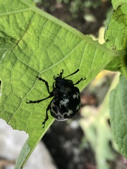 Leptinotarsa lacerata