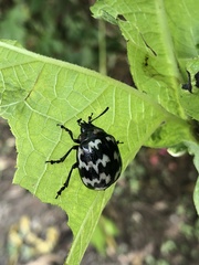 Leptinotarsa lacerata