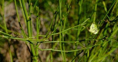 Psoralea glaucescens