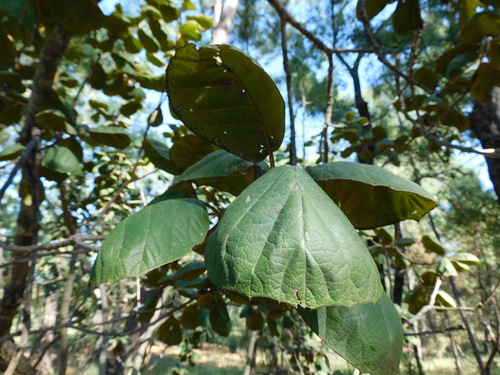 Image of Quercus tarahumara by (c) Jonathan Rodriguez, some rights reserved (CC BY)
