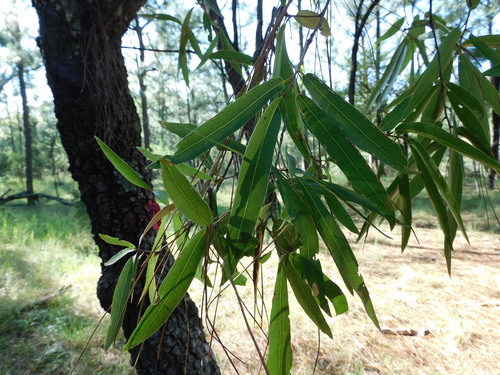 Image of Quercus viminea by (c) Jonathan Rodriguez, some rights reserved (CC BY)