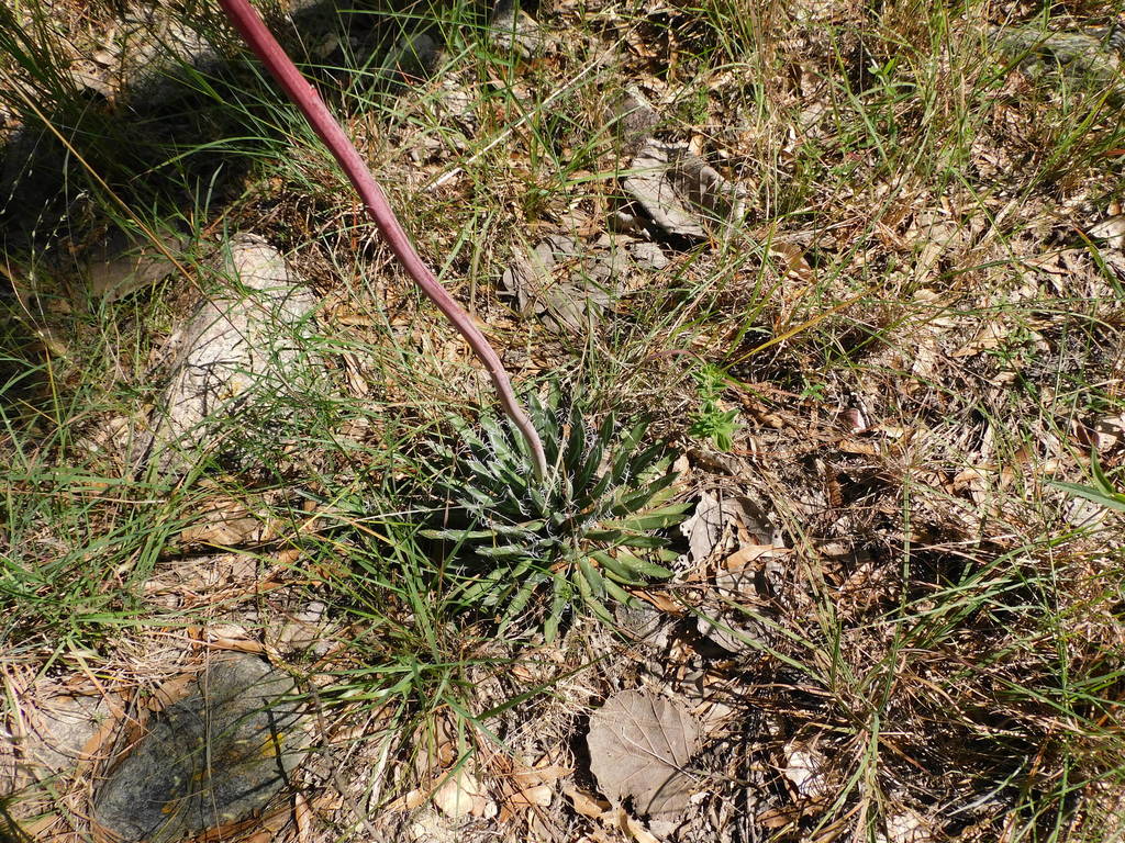 Agave polianthiflora, Sahuaripa, Son., México
