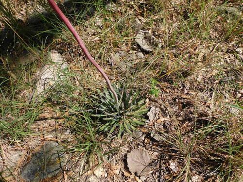 Agave polianthiflora