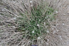 Centaurea hyssopifolia