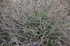 Centaurea hyssopifolia