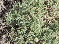 Helianthemum squamatum