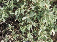 Helianthemum squamatum