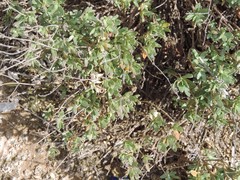 Helianthemum squamatum