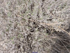 Gypsophila struthium