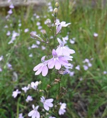 Lobelia canbyi