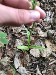 Platanthera aquilonis