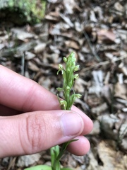 Platanthera aquilonis