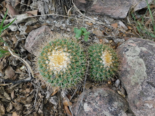Image of Mammillaria miegiana by (c) Jonathan Rodriguez, some rights reserved (CC BY)