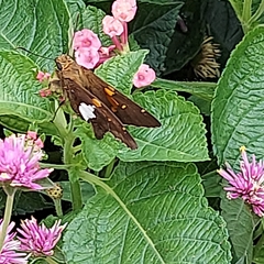 Epargyreus clarus
