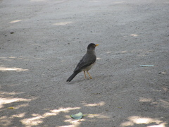 Turdus falcklandii
