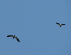 Vanellus chilensis