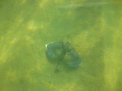 Dactylopterus volitans