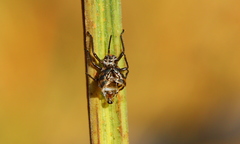 Agonoscelis longirostris