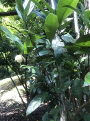 Magnolia coco