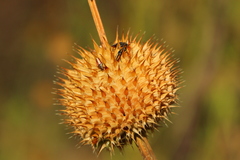 Agonoscelis longirostris