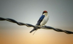Hirundo smithii