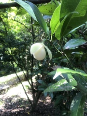 Magnolia coco
