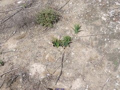 Helianthemum squamatum