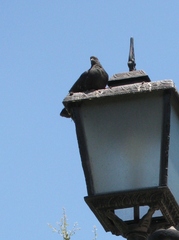 Columba livia