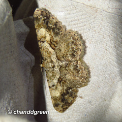 Psilalcis galsworthyi